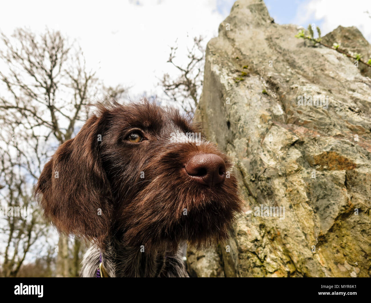 German wire haired pointer puppy Stock Photo