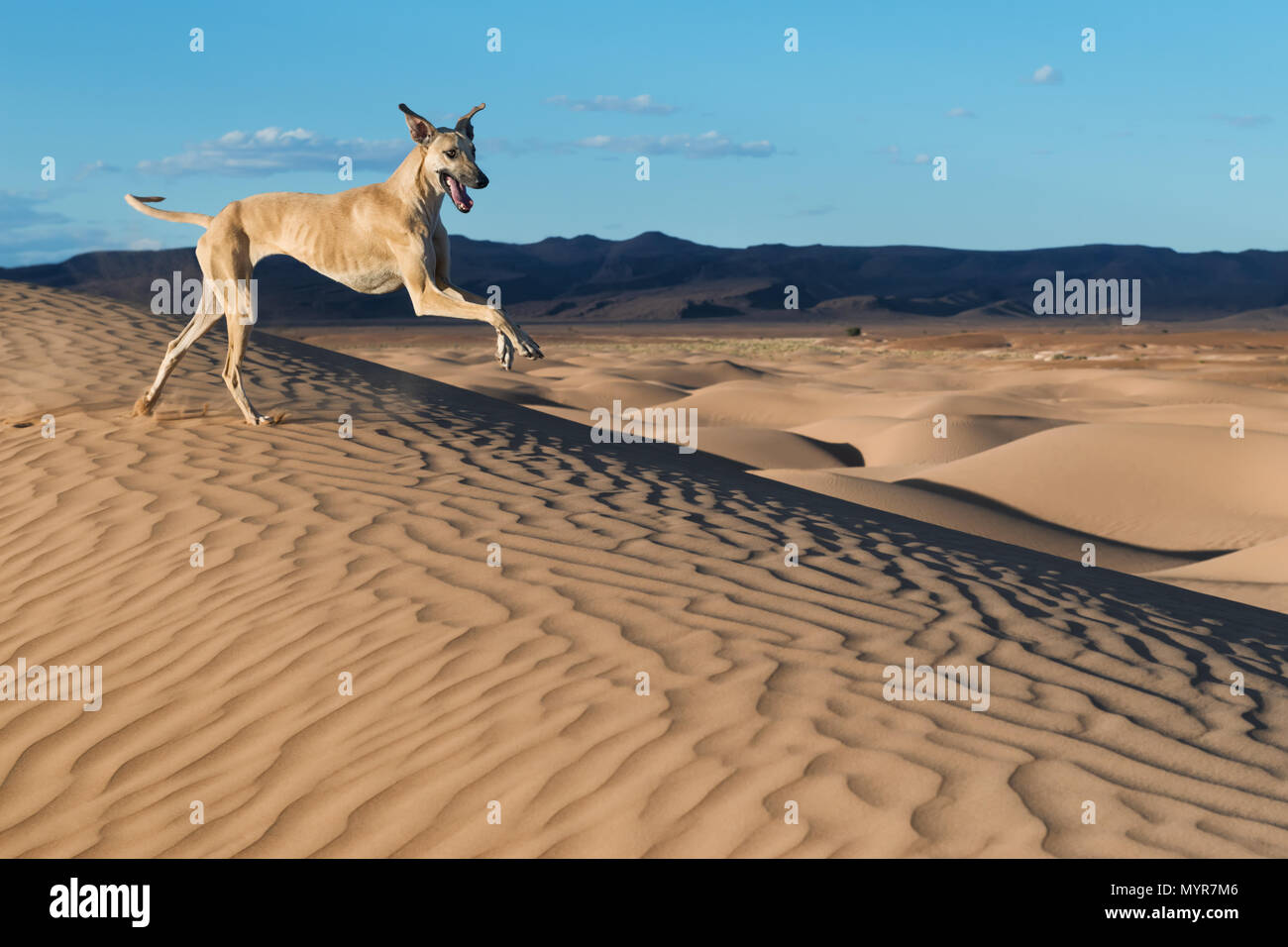 A happy, brown Sloughi dog (Arabian greyhound) runs in the sand dunes in the Sahara desert of Morocco. Stock Photo