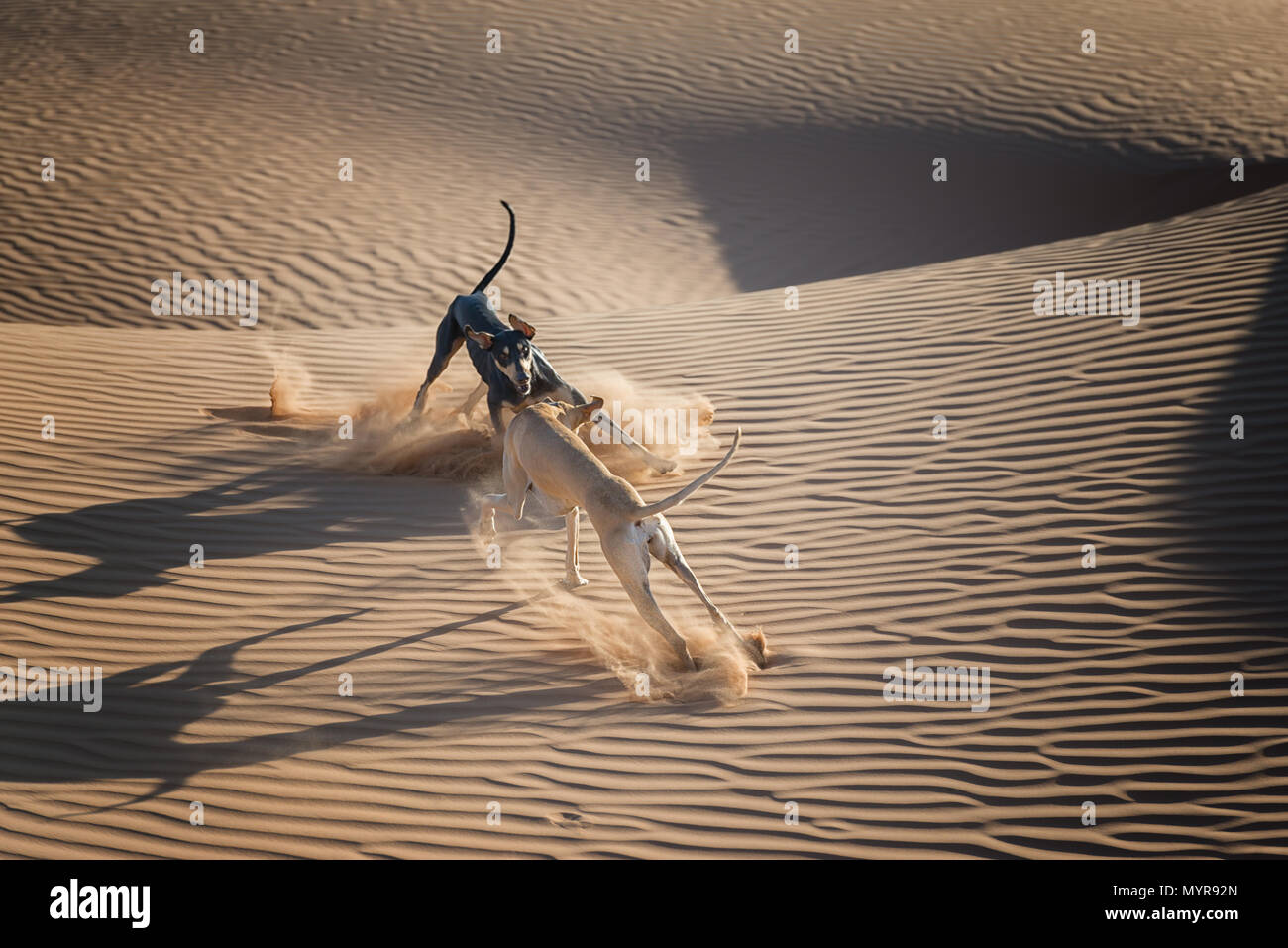 Two Sloughi dogs (Arabian greyhound) play in the sand dunes in the