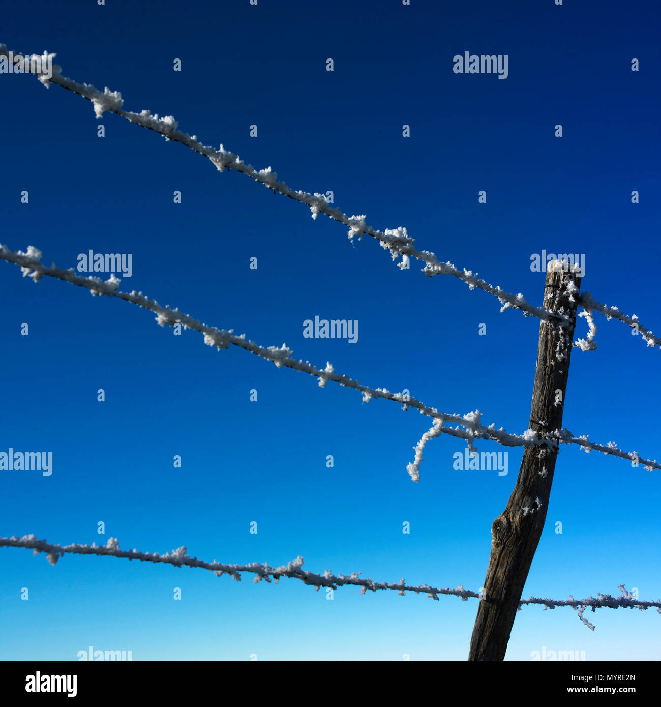 Barbed wire in winter, massif of Sancy, Puy de Dome department, Auvergne-Rhone-Alpes, France Stock Photo
