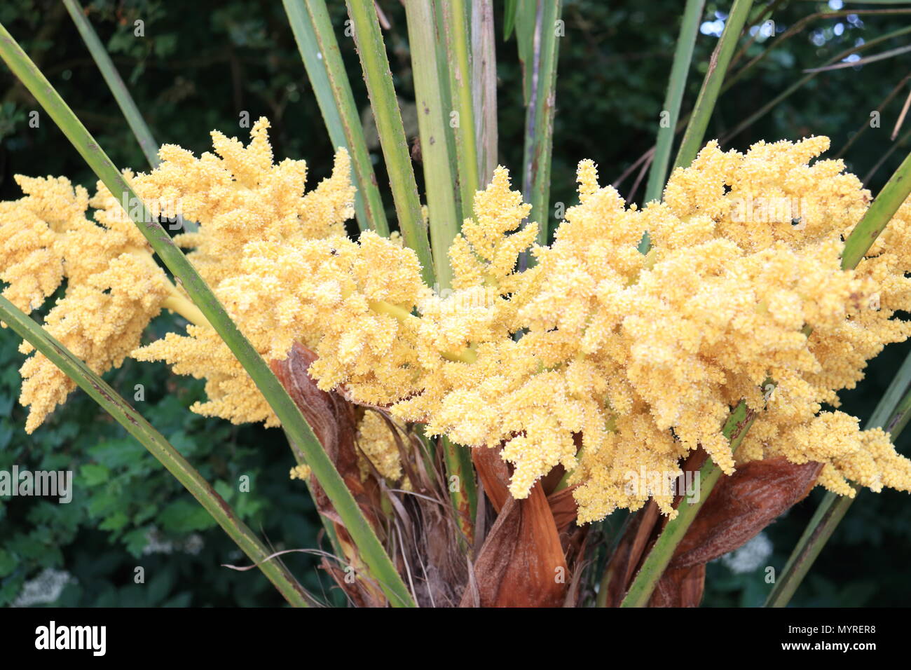 fan palm flowers, Yorkshire Wildlife Park, Branton,Doncaster, South Yorkshire, UK Trachycarpus fortunei Stock Photo
