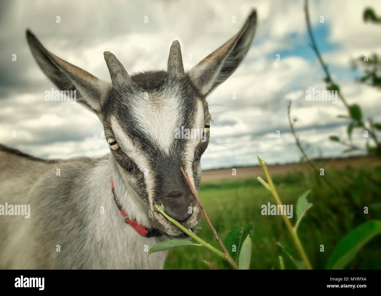 Portrait of a funny goat on the meadow Stock Photo
