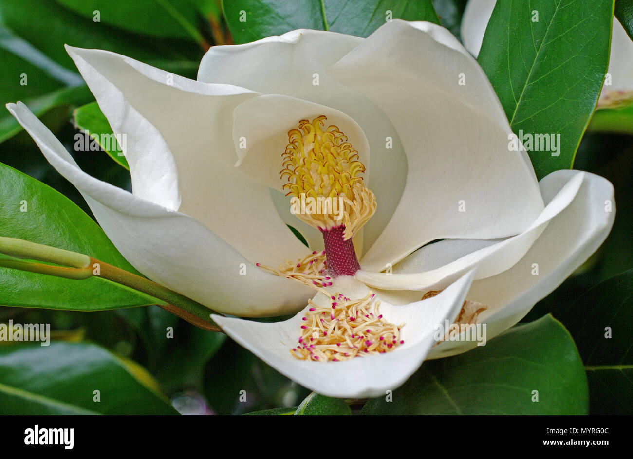 flower of Magnolia grandiflora, the Southern magnolia or Bull bay, family Magnoliaceae Stock Photo