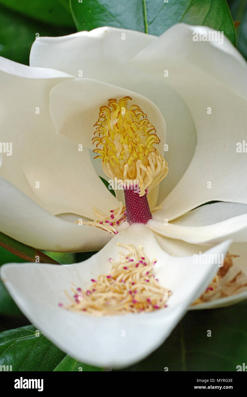 flower of Magnolia grandiflora, the Southern magnolia or Bull bay, family Magnoliaceae Stock Photo