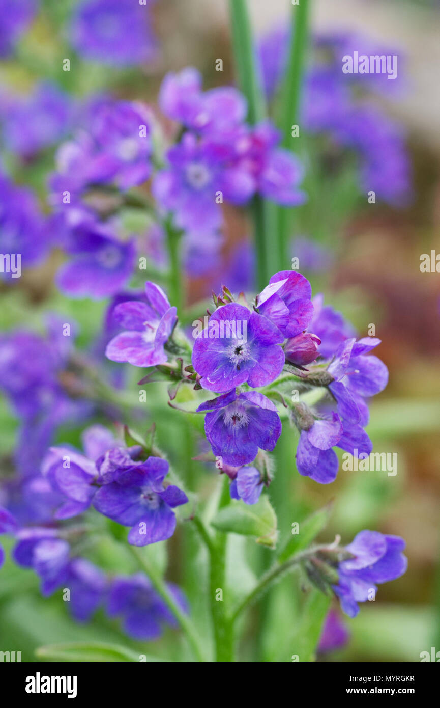 Anchusa  flowers in Spring. Stock Photo