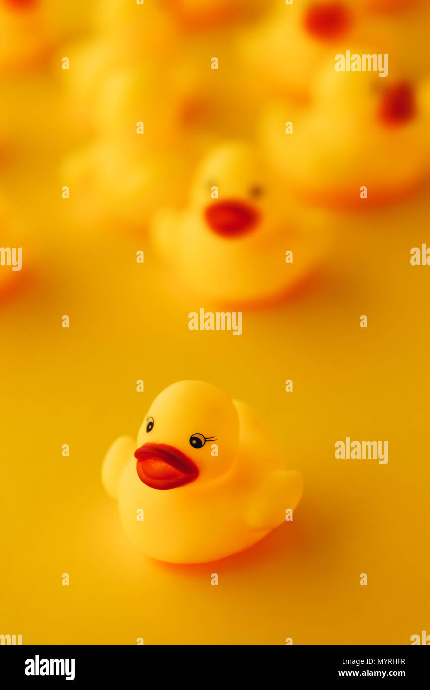 Rubber ducks in leadership concept, small yellow duckling leading forward the rest of the group, selective focus Stock Photo
