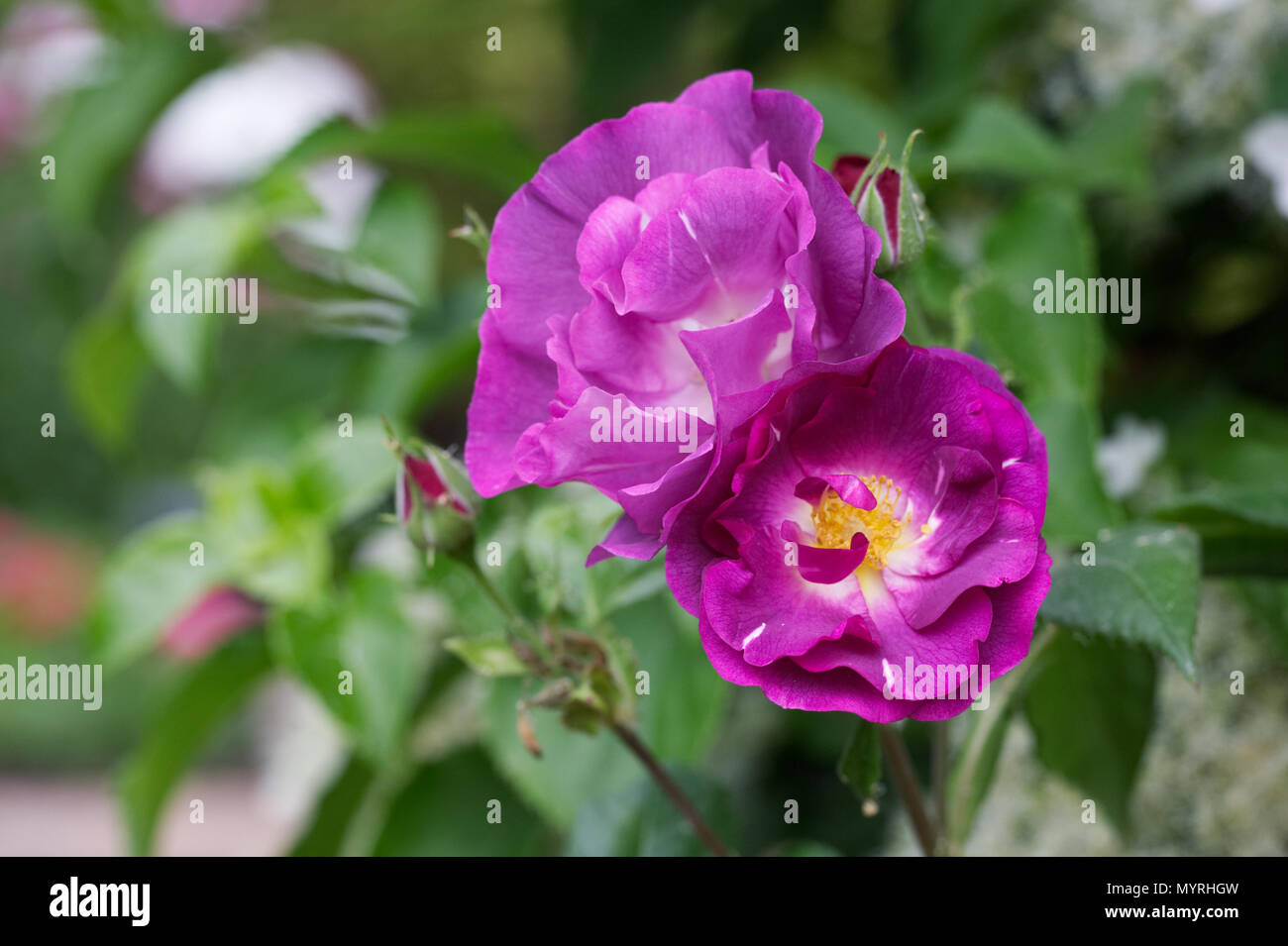 Rosa Rhapsody Rosa Rhapsody in Blue 'Frantasia'. Blue flowered shrub rose Stock Photo ...