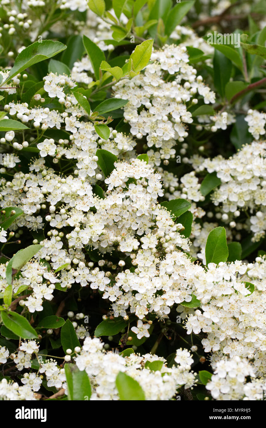 Pyracantha. Firethorn flowers in Spring. Stock Photo