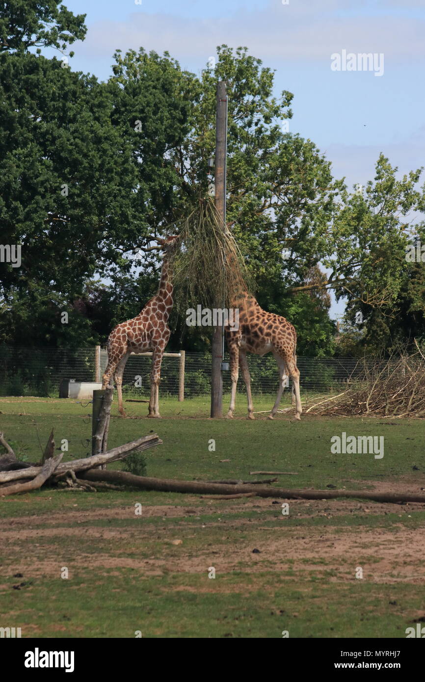 Giraffes eating hi-res stock photography and images - Alamy