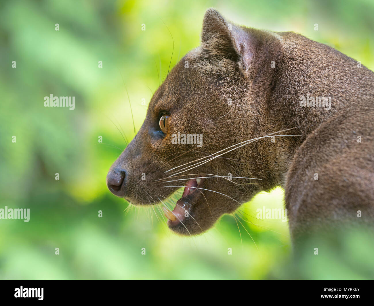 Fossa Cryptoprocta ferox Captive photograph Stock Photo