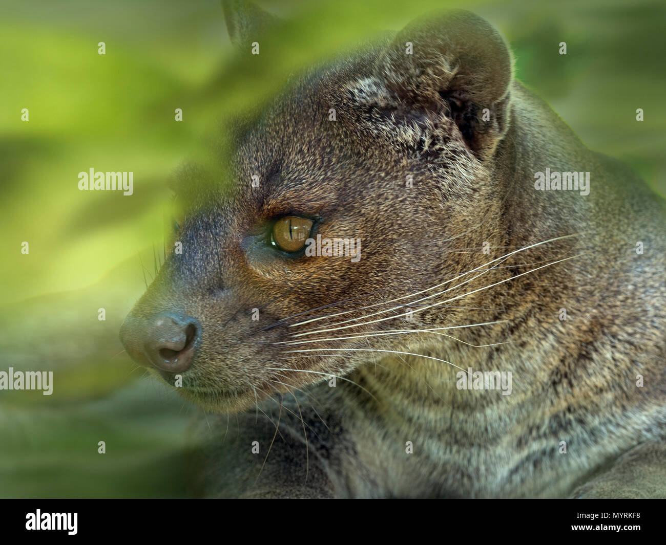 Fossa Cryptoprocta ferox Captive photograph Stock Photo