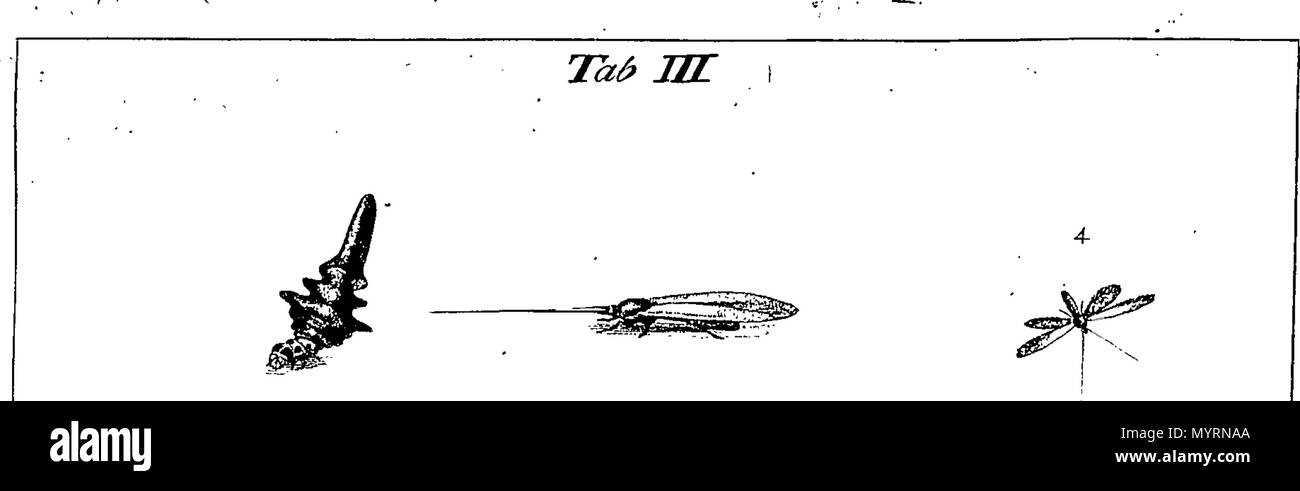 . English: Fleuron from book: An exposition of English insects ...