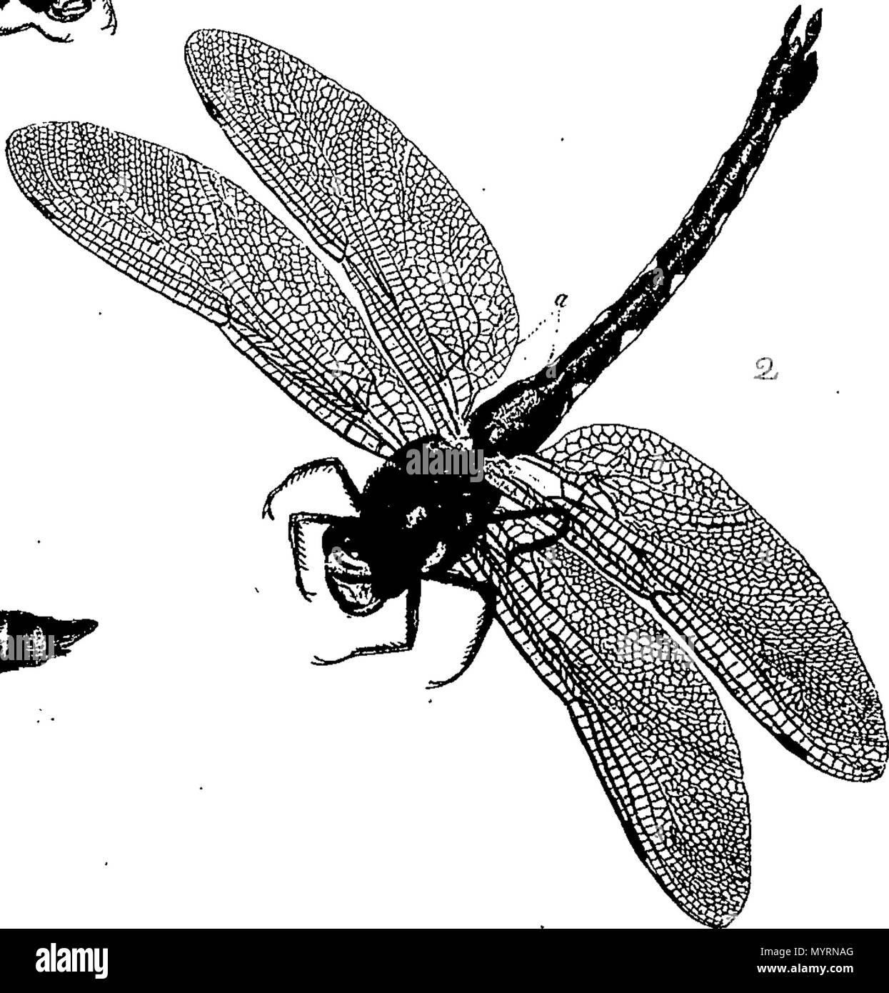 . English: Fleuron from book: An exposition of English insects ...
