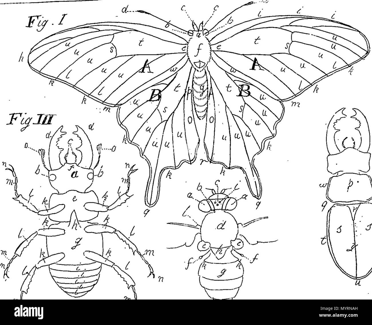Exposition of english insects hi-res stock photography and images - Alamy