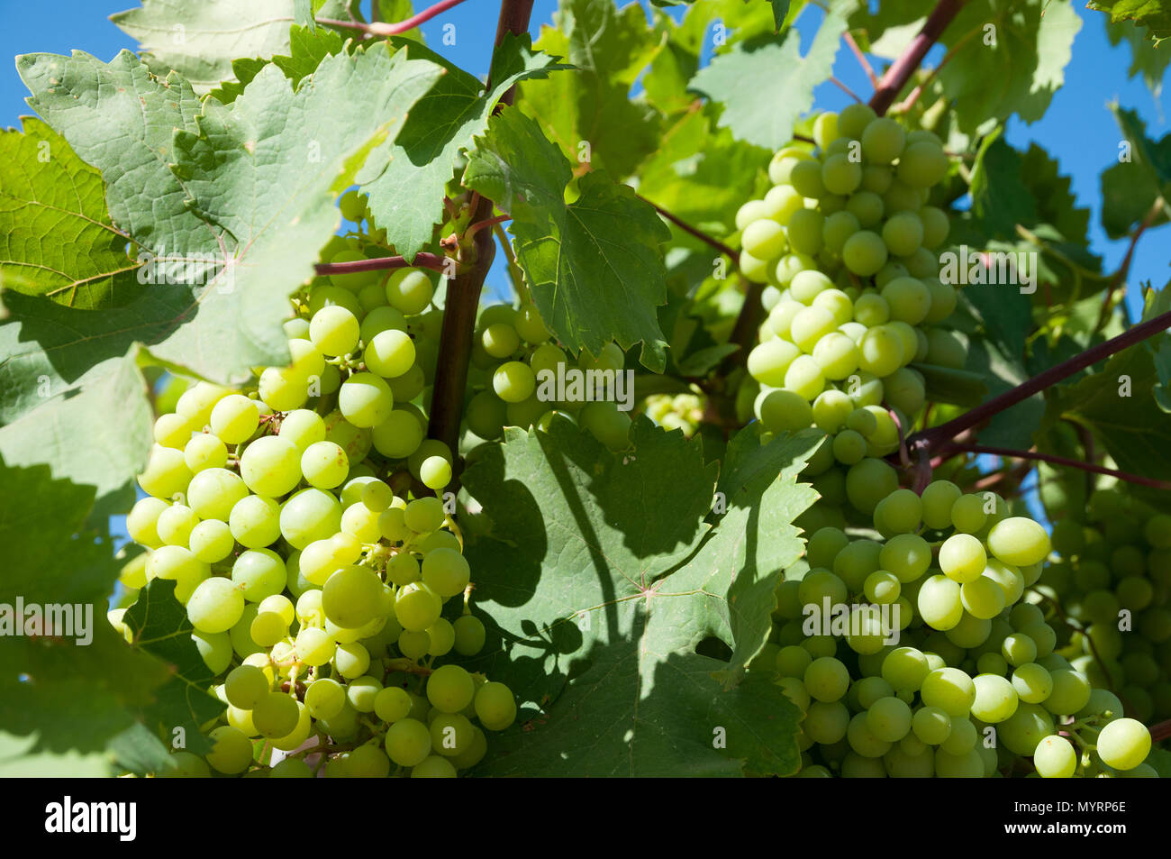 Green Grapes Ready For Picking Stock Photo Alamy