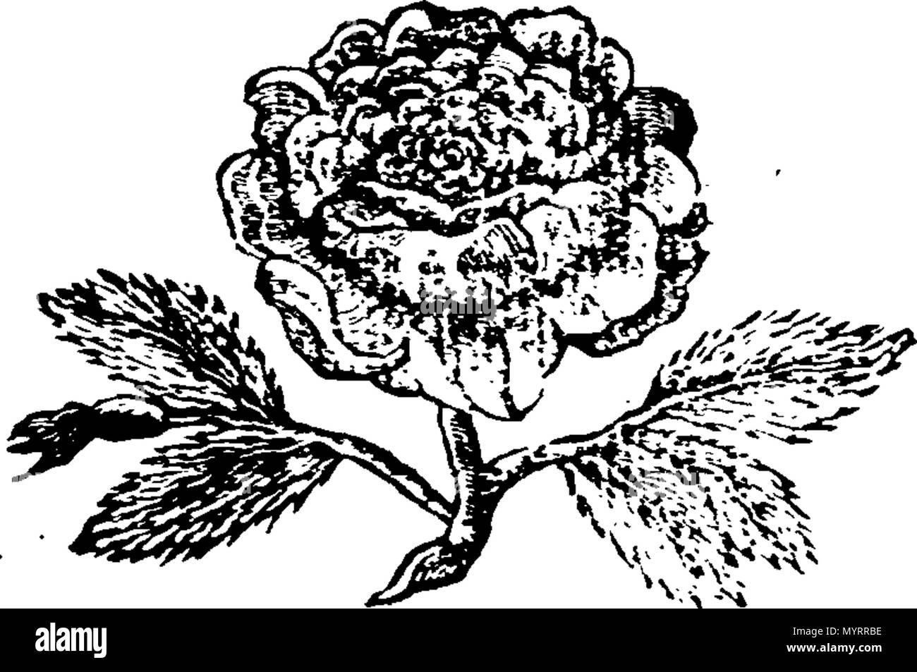 English Fleuron From Book An Historical List Of Horse Matches Run And Of Plates And Prizes Run For In Great Britain And Ireland In The Year 1757 Containing I The Names Of English Fleuron From Book An Historical List Of Horse Matches Run And Of Plates And Prizes Run For In Great Britain And Ireland In The Year 1757 Containing I The Names Of