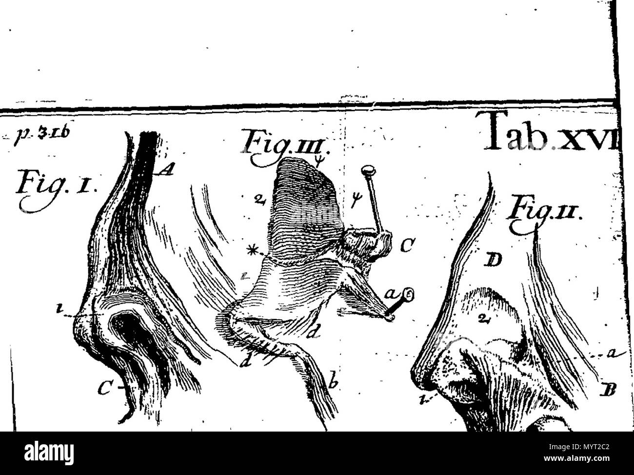 English Fleuron From Book Anthropologia Nova Or A New - 