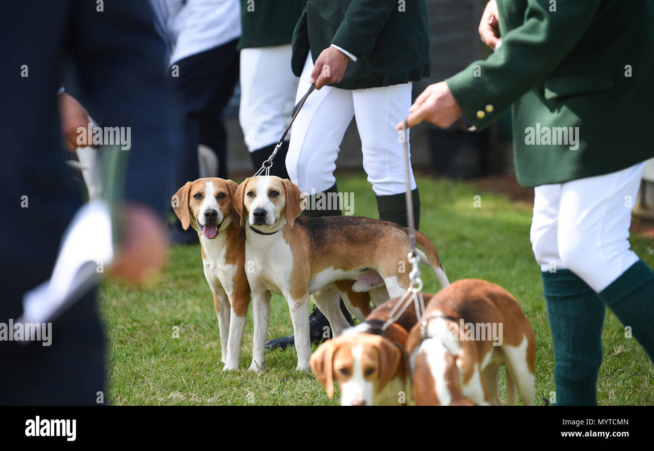 Beagles At Dog Show Stock Photos & Beagles At Dog Show Stock ...