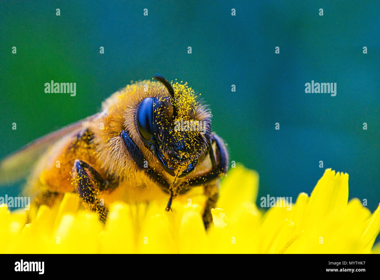 European Honey Bee Stock Photo