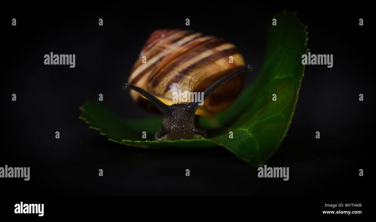 Garden Snail (Cornu Aspersum) Stock Photo