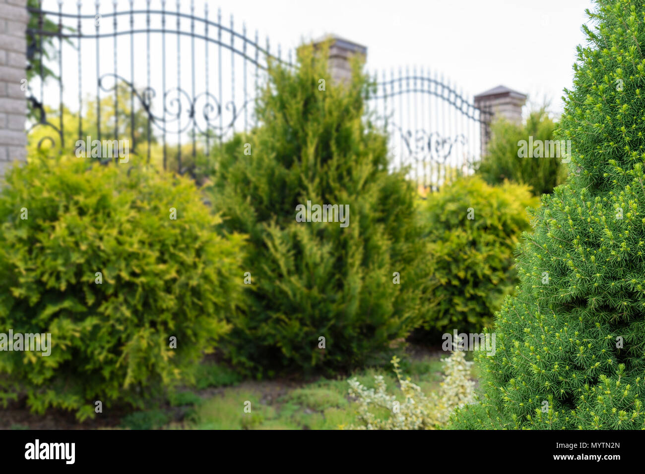 Landscaping, gardening services. Focus on foreground, soft background with copy space for text Stock Photo