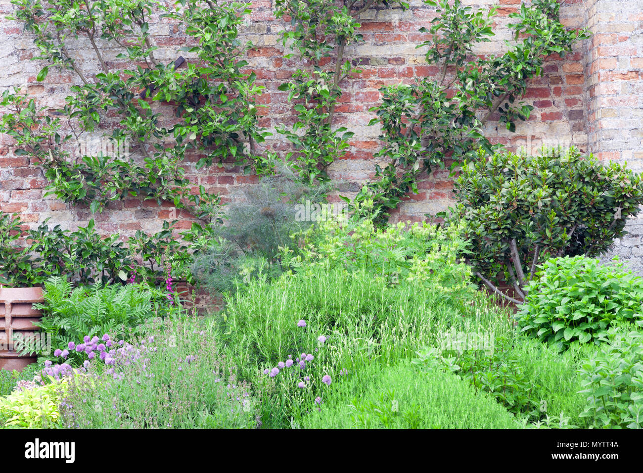 Summer herb garden with organically grown rosemary, sage, spring onion, mint, bay leaf, next to brick wall with an apple tree . Stock Photo