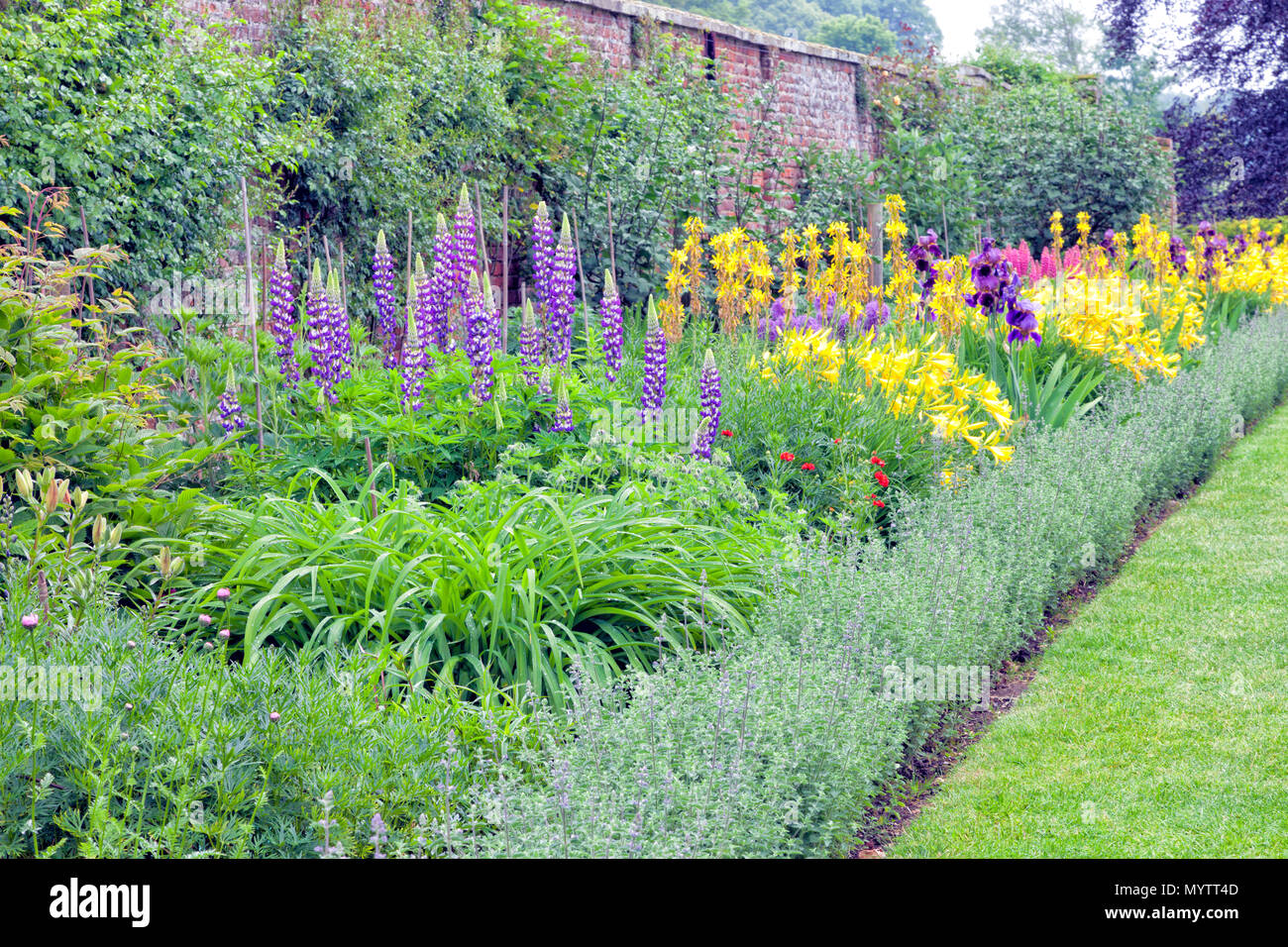 Colourful cottage flowers in bloom in english walled garden , after summer rain . Stock Photo