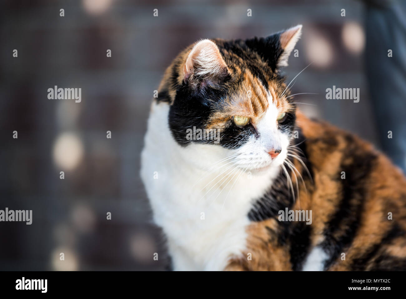One senior angry mean old calico cat face closeup bokeh sitting outside porch on front yard by door entrance to house during sunny day, yellow eyes Stock Photo