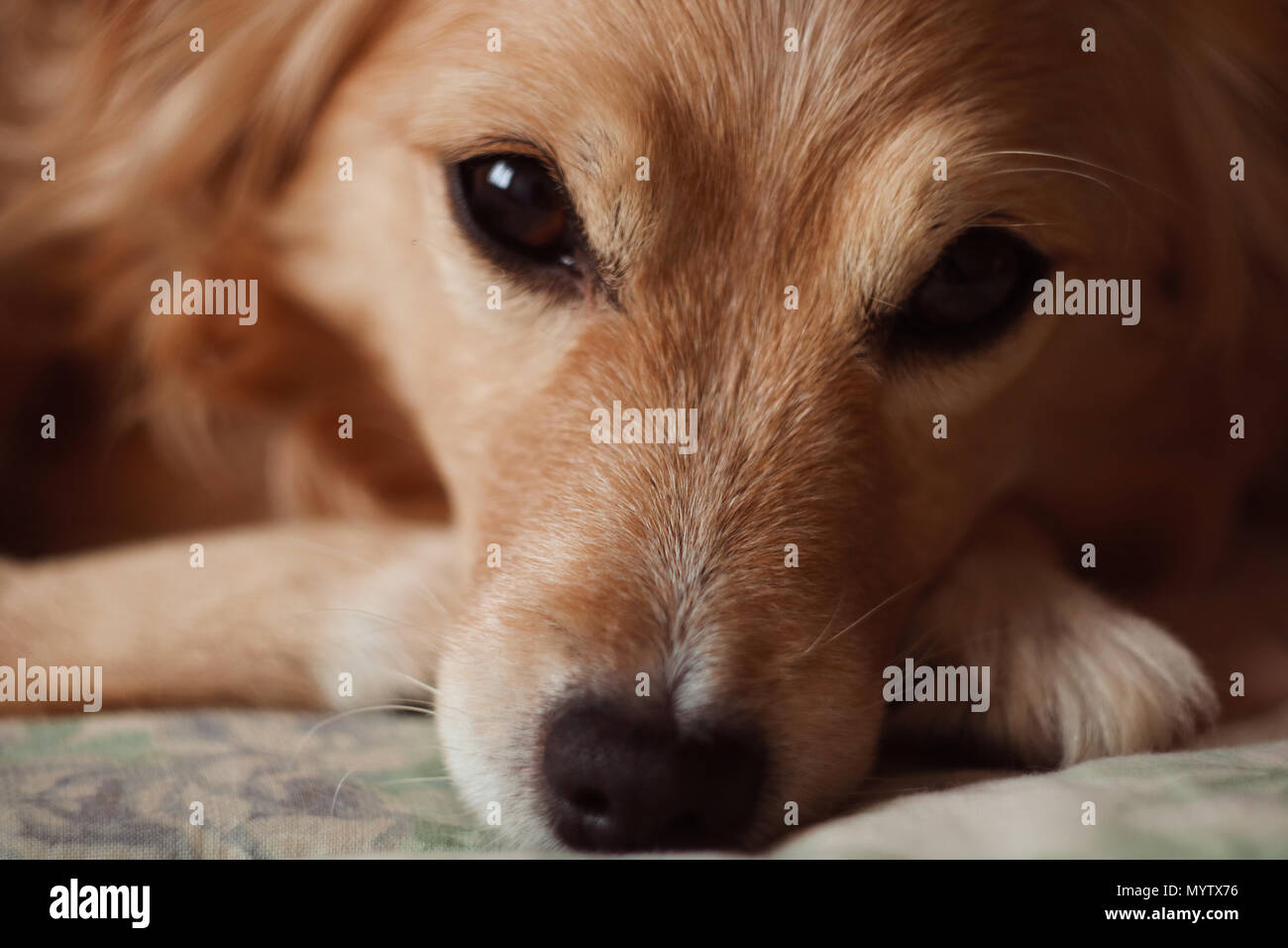 Cute friendly dog face close up Stock Photo