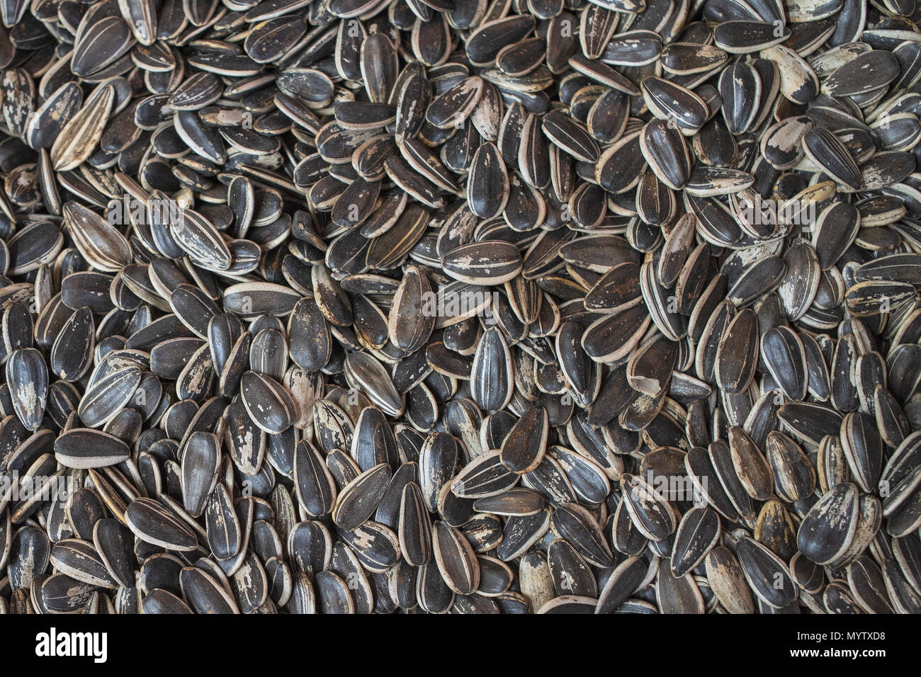 Fried black sunflower seeds, the food background of the sunflower seeds ...