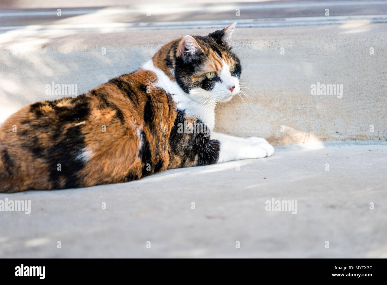 One calico cat face closeup lying down outside porch on front yard by entrance to house during sunny day, green eyes Stock Photo