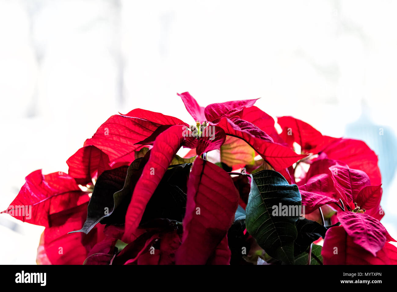 Isolated closeup of potted red poinsettia leaves plant in winter, white background indoors inside home decorative Stock Photo
