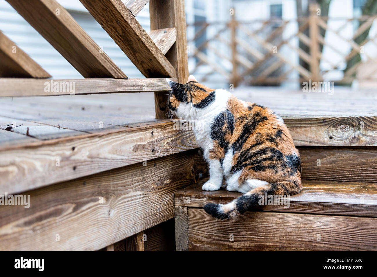 Calico cat curious old senior exploring house backyard by wooden deck