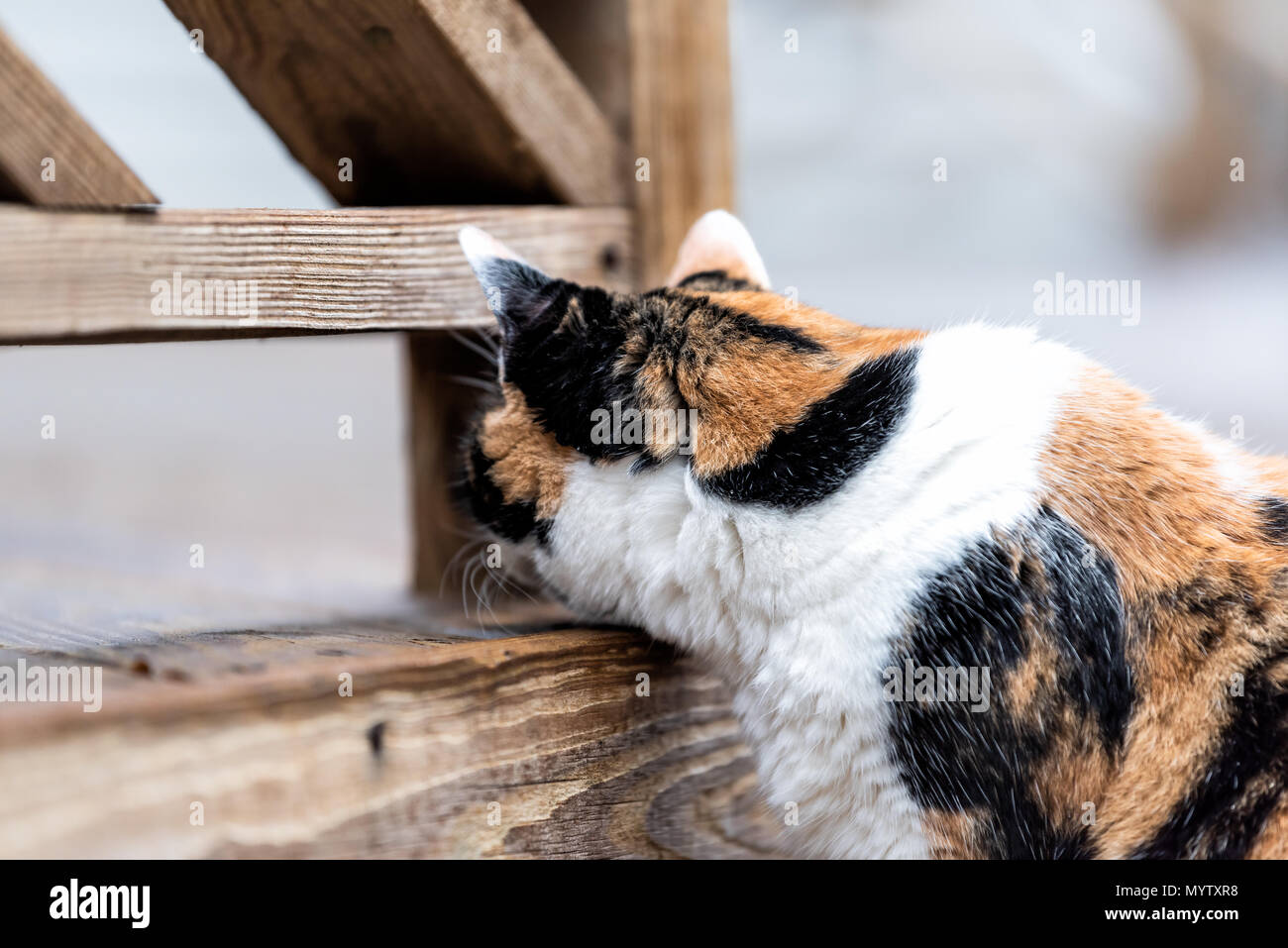 Calico cat closeup curious exploring house backyard by wooden deck, garden, wet wood territory
