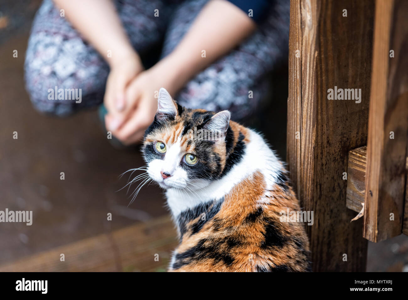 Calico cat in house backyard by wooden deck, wet wood territory by woman girl owner sitting looking up with cute adorable round big large eyes begging Stock Photo