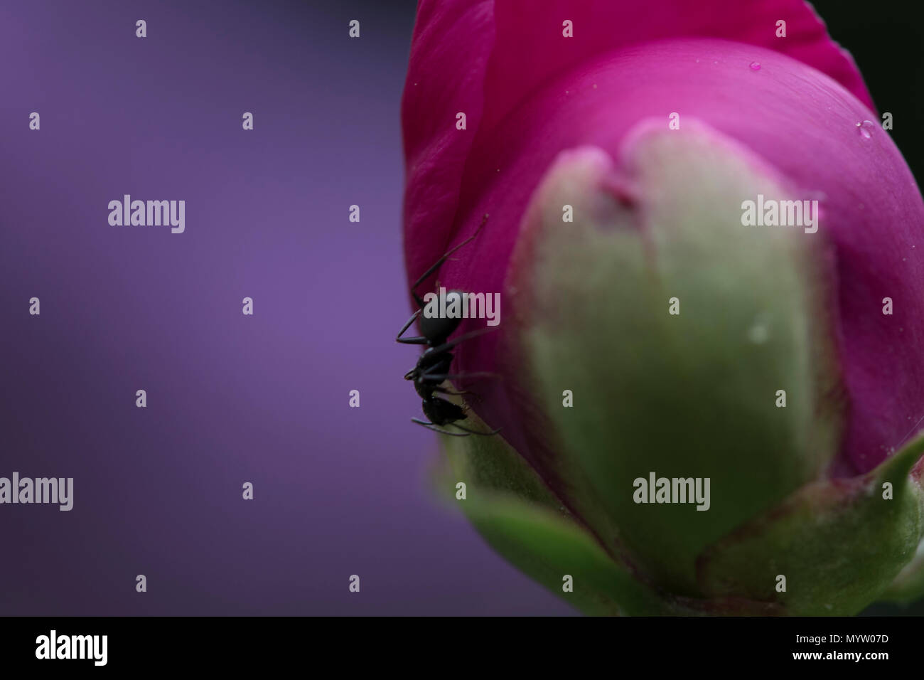 Black Ant on a Peony Bud Stock Photo