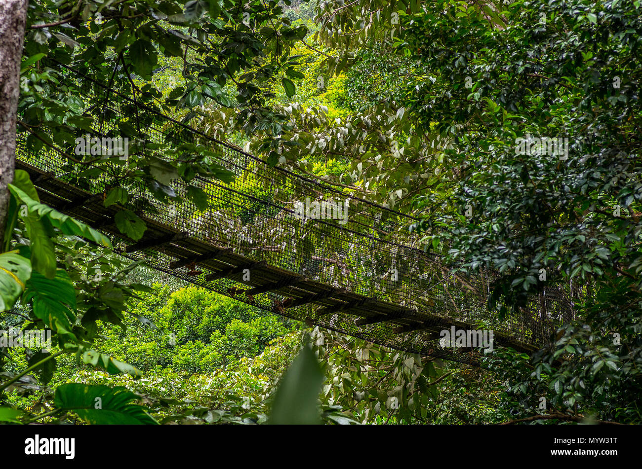 Wooden suspension bridge in the rain forest, Guadeloupe, french antilles Stock Photo