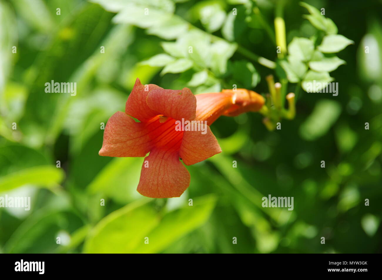 Orange Trumpet Vine Flower with Dappled Sunlight on Green Leaves in