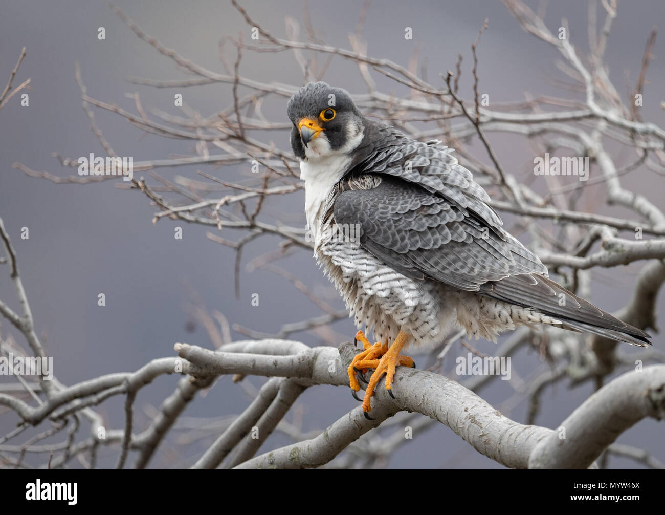 Peregrine falcon portrait Stock Photo