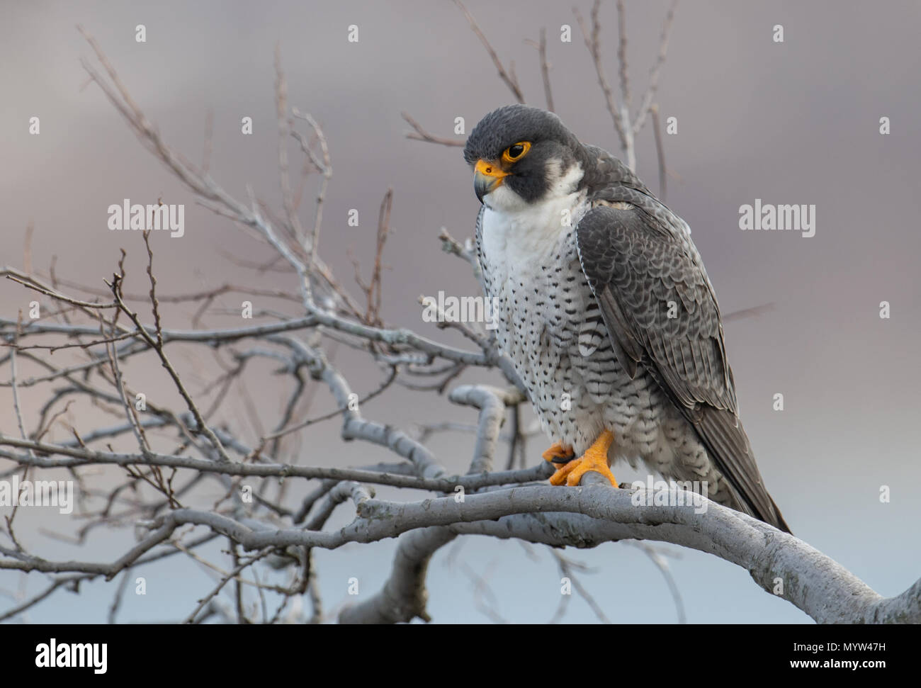 Jersey Uk Birds Stock Photos Jersey Uk Birds Stock Images