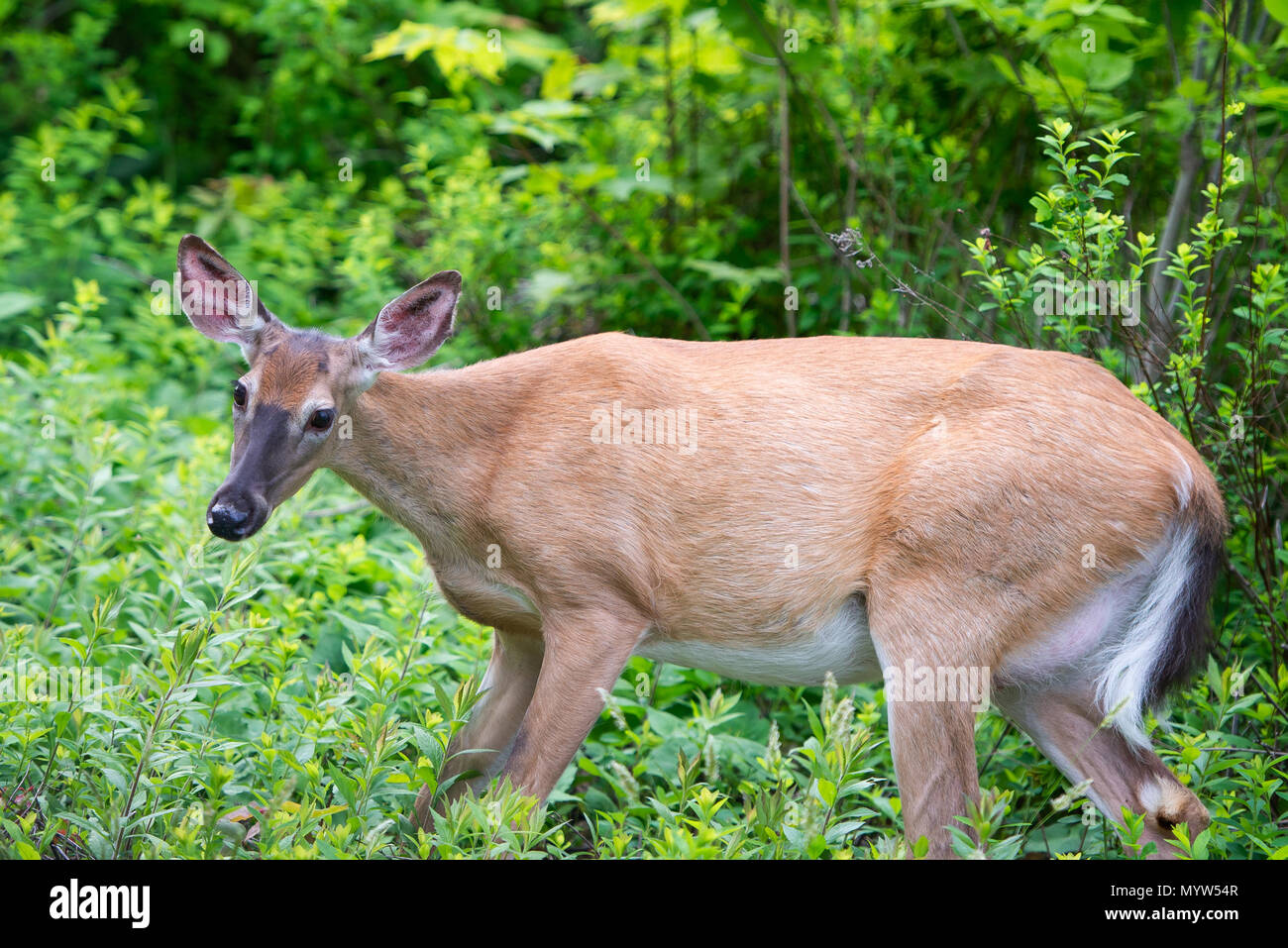 Whitetail deer doe hires stock photography and images Alamy