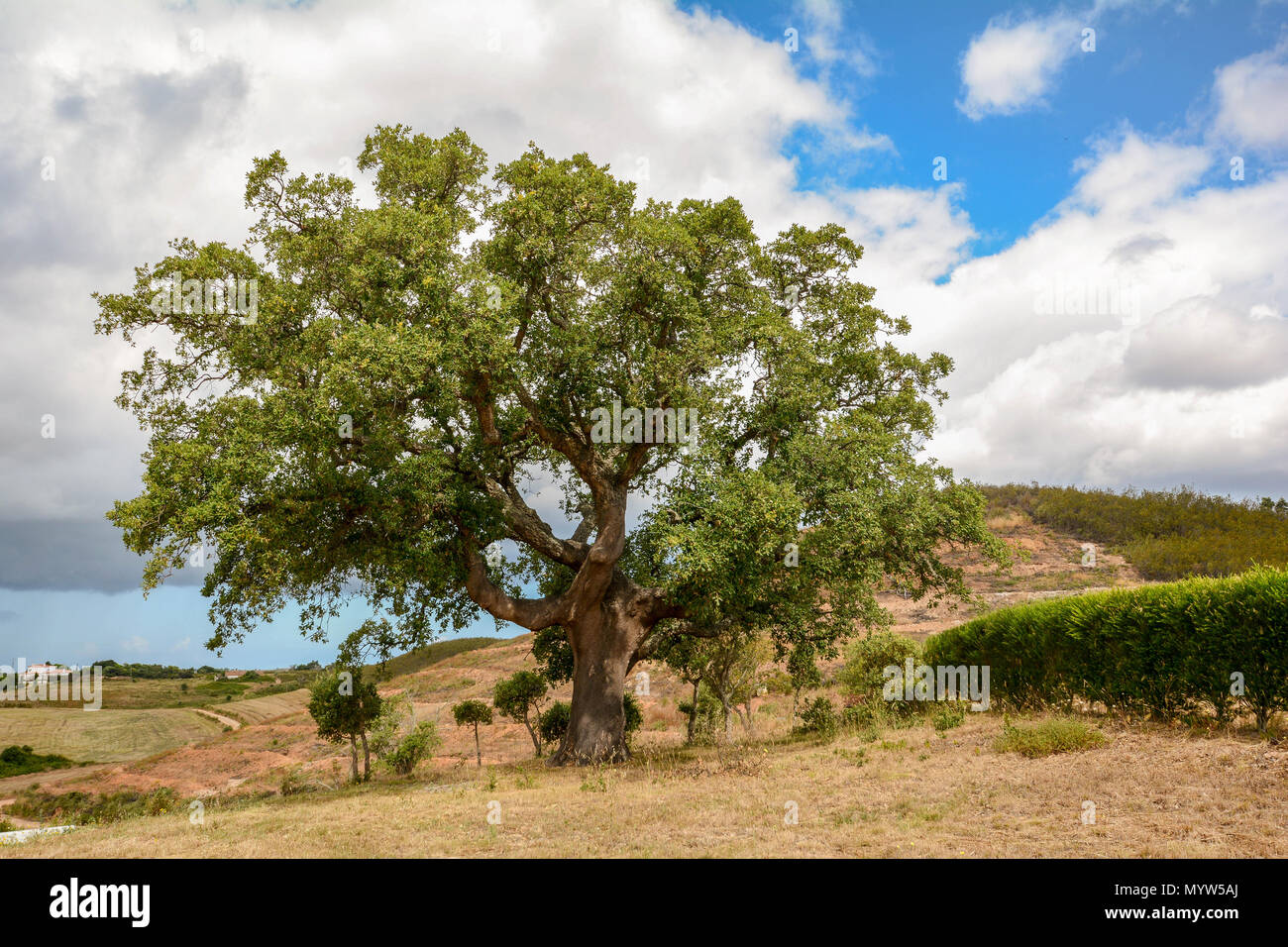 Old Cork oak tree (Quercus suber) in morning sun light, Alentejo Portugal Europe Stock Photo