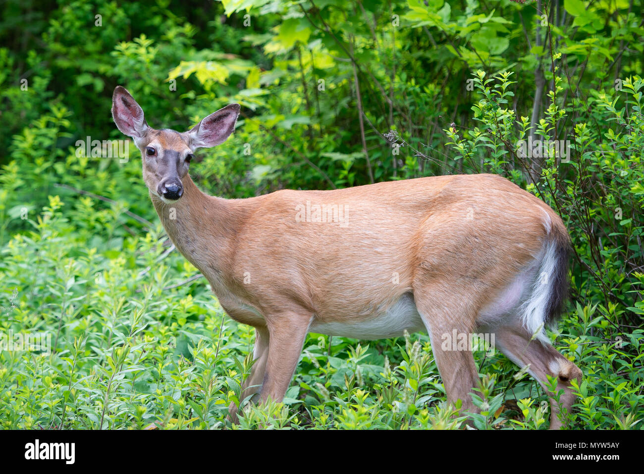 How to Tell If a Deer is Pregnant 