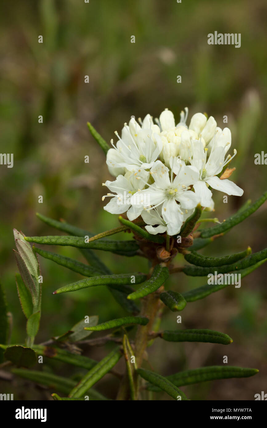 Labrador tea marsh (L. Lédum palústre) flowers in tundra in June Stock