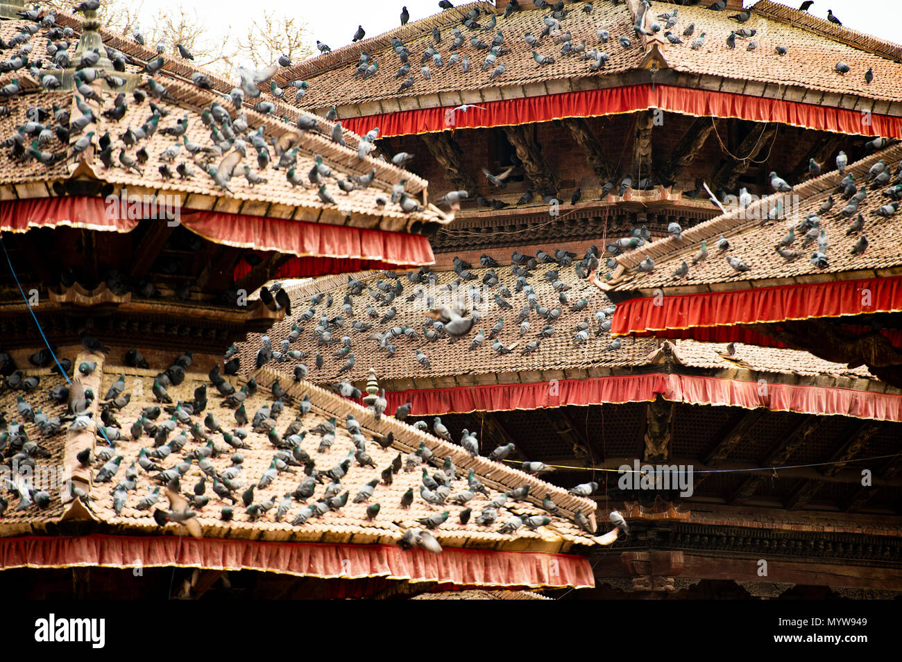 Masses of pigeons on Basantapur Durbar Square in Kathmandu, Nepal. Stock Photo