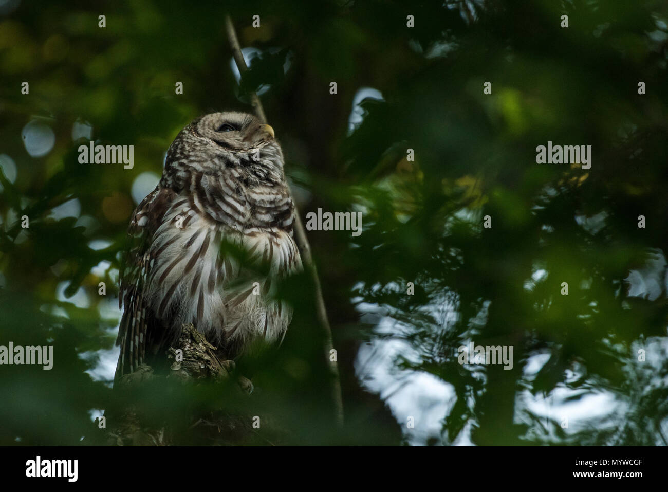 A barred owl (Strix varia) from North Carolina, these owls are
