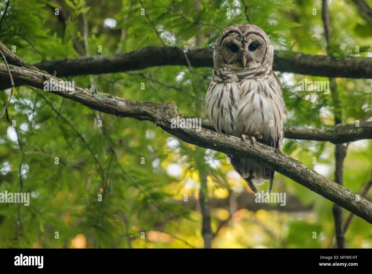 A barred owl (Strix varia) from North Carolina, these owls are nocturnal but can be observed active during the twilight hours as well. Stock Photo