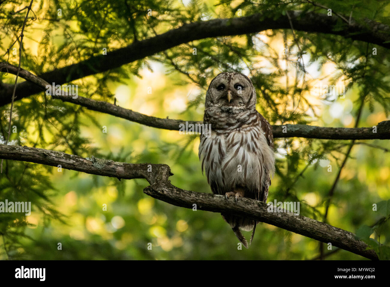 Strix Vari Barred owl strix varia setting hi-res stock photography and images - Alamy