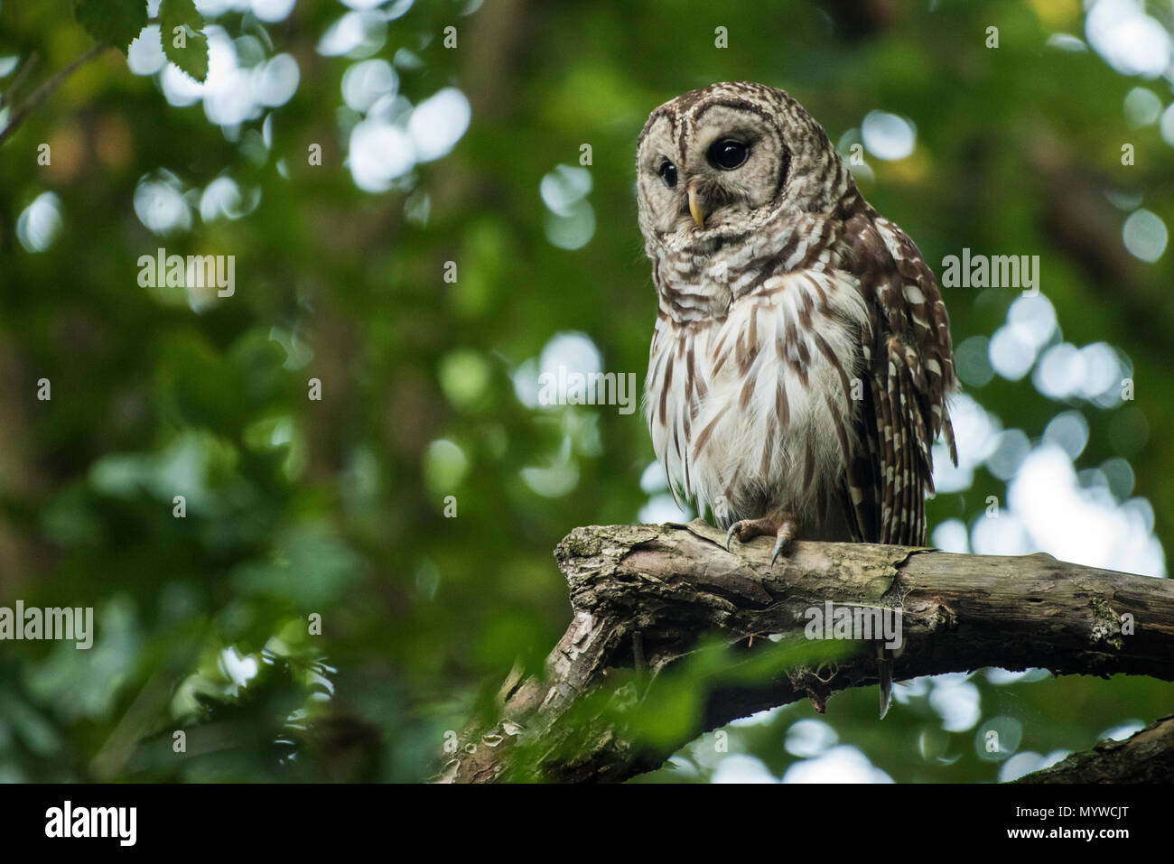 A barred owl (Strix varia) from North Carolina, these owls are nocturnal but can be observed active during the twilight hours as well. Stock Photo