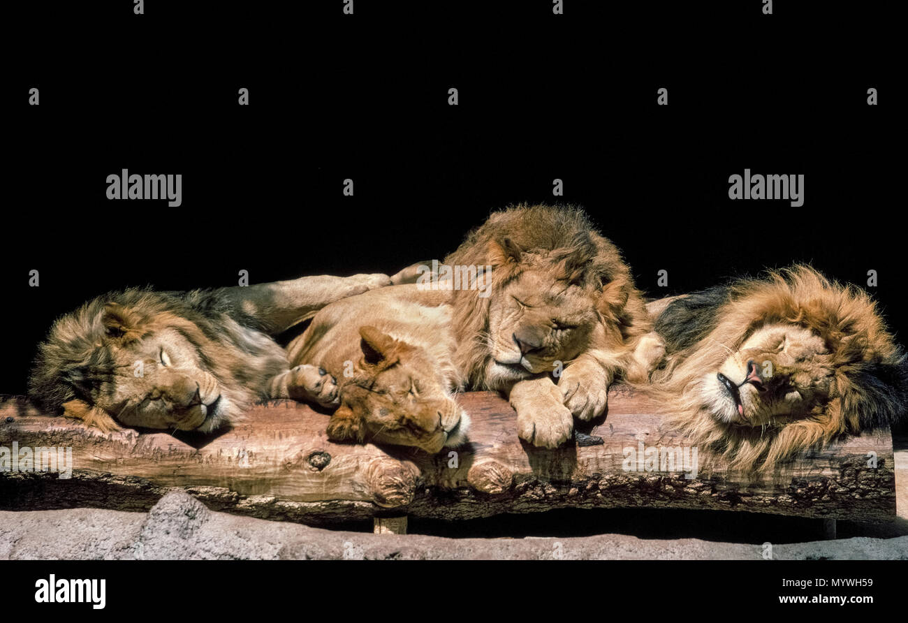Four lazy African lions enjoy a sleepy afternoon together in the sunshine  in their enclosure at the San Diego Zoo in San Diego, California, USA. One  of the three males with fluffy